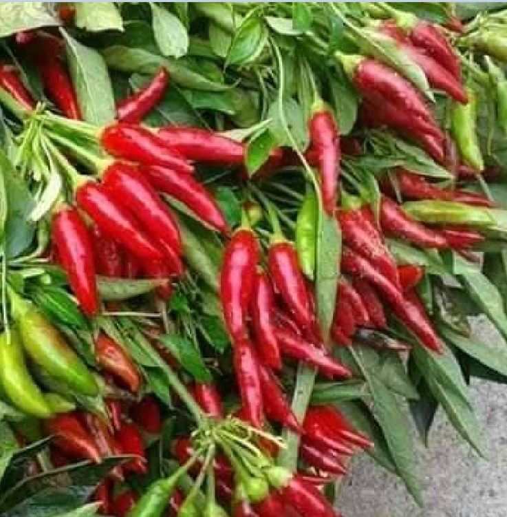 Hạt Giống Ớt Chỉ Thiên Chùm Đỏ Siêu Cay