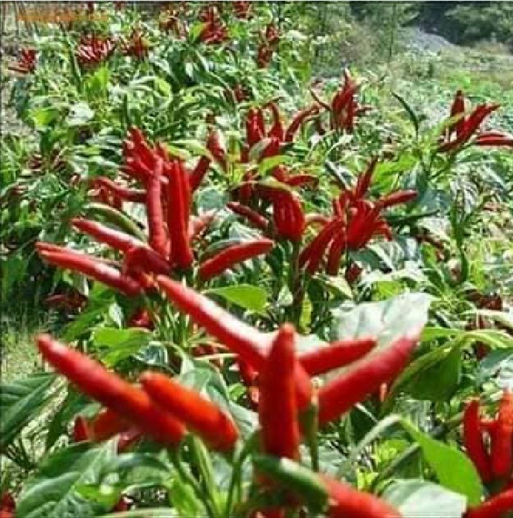 Hạt Giống Ớt Chỉ Thiên Chùm Đỏ Siêu Cay