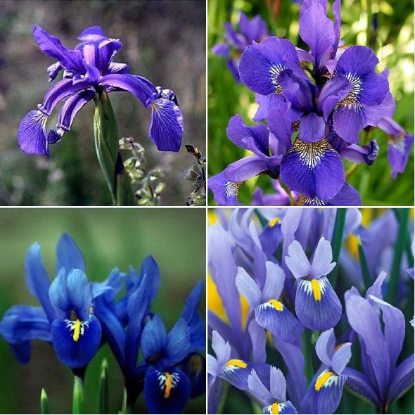 Hạt Giống Diên Vĩ Xanh (Iris Xanh )