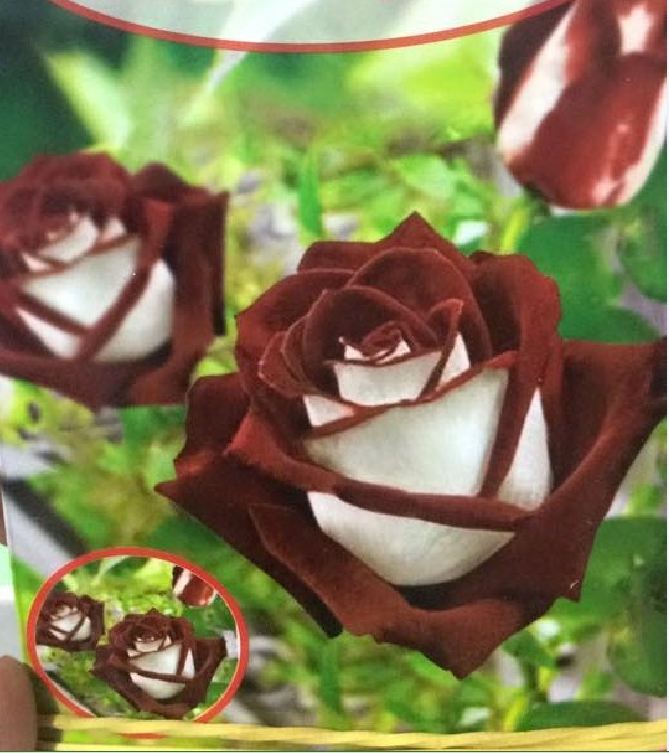 Hạt Giống Hoa Hồng Trắng Viền Nâu