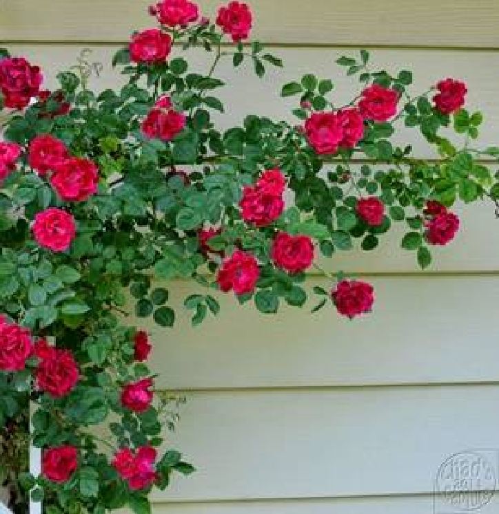 Hạt Giống Hoa Hồng Leo Pháp Mix Màu