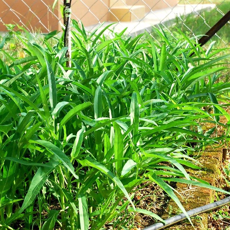 Hat Giống Rau Muống Cao Sản Lá Tre