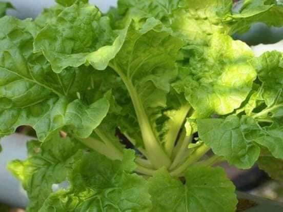 Hạt Giống Rau Cải Bẹ Dún