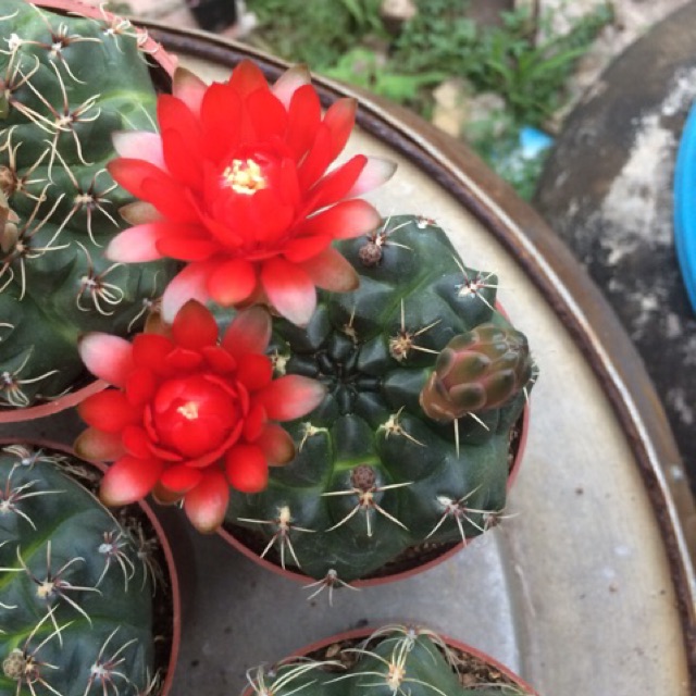 Hạt Giống Hoa Xương Rồng Thân Long Mix Màu