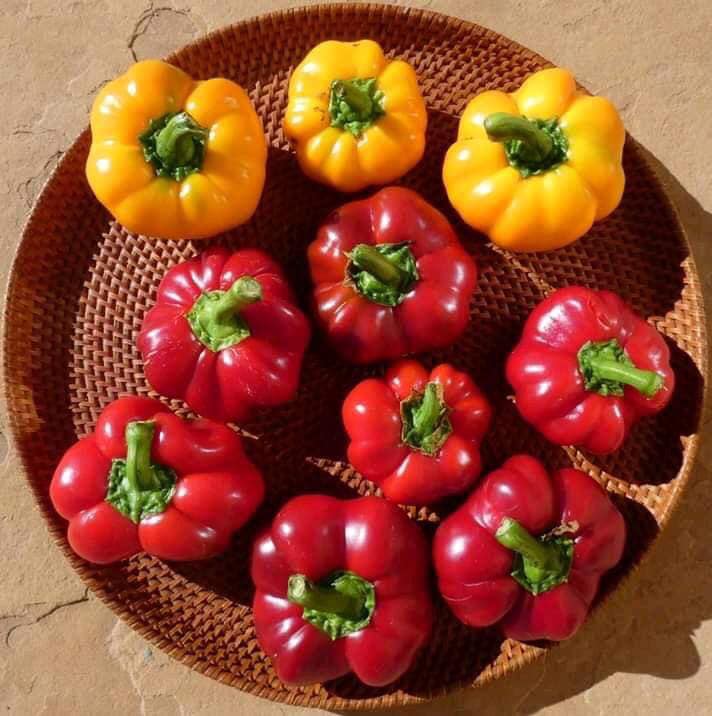 Hạt Giống Ớt Bí Ngô PUMPKIN F1