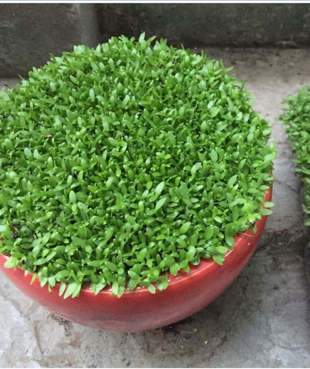 Hạt Giống Cỏ May Mắn - Gói 1gram