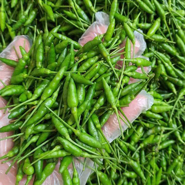 Hạt giống Ớt Xiêm Rừng - Ớt Thóc