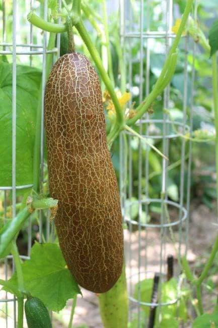 Hạt giống dưa chuột đá F1