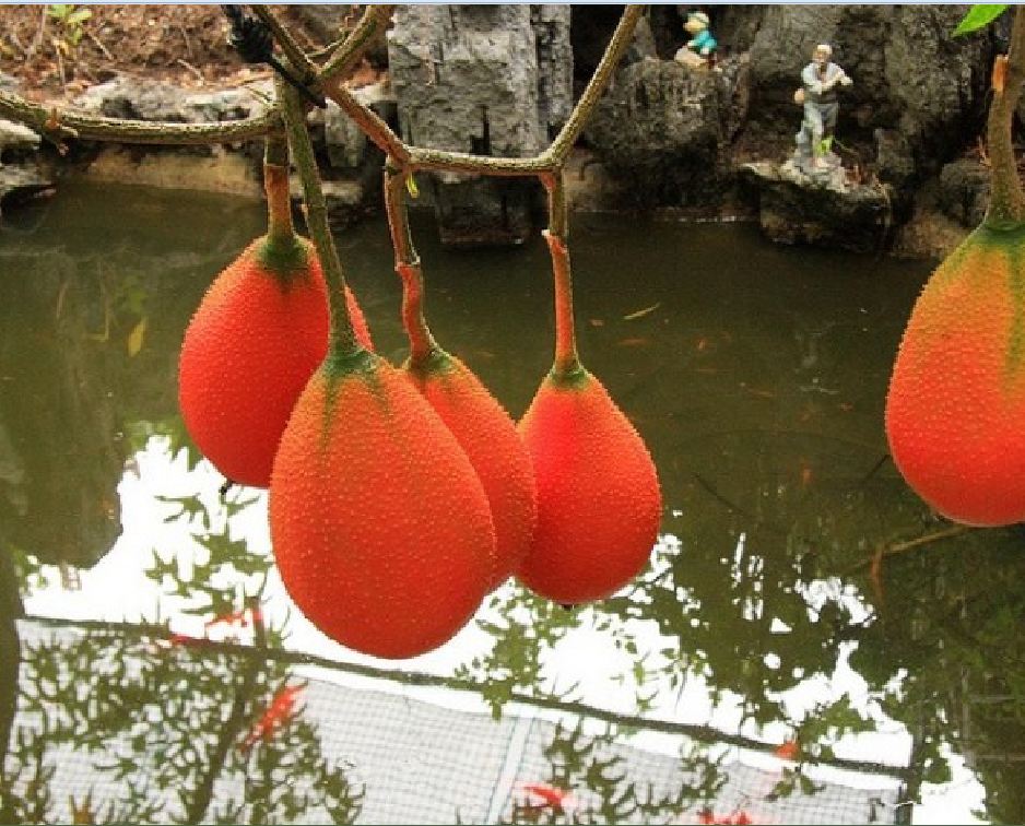 Hạt Giống Quả Gấc Cao Sản