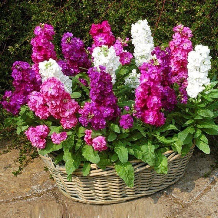 Hạt Giống Hoa Hoàng Anh Mix Màu