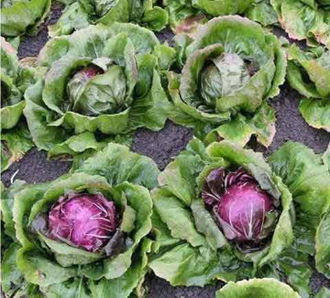 Hạt Giống Rau Xà Lách Cuộn Tím - Gói 0.2gram