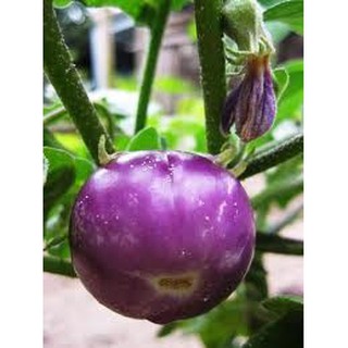 Hạt Giống Cà Bát Tím Quả Tròn