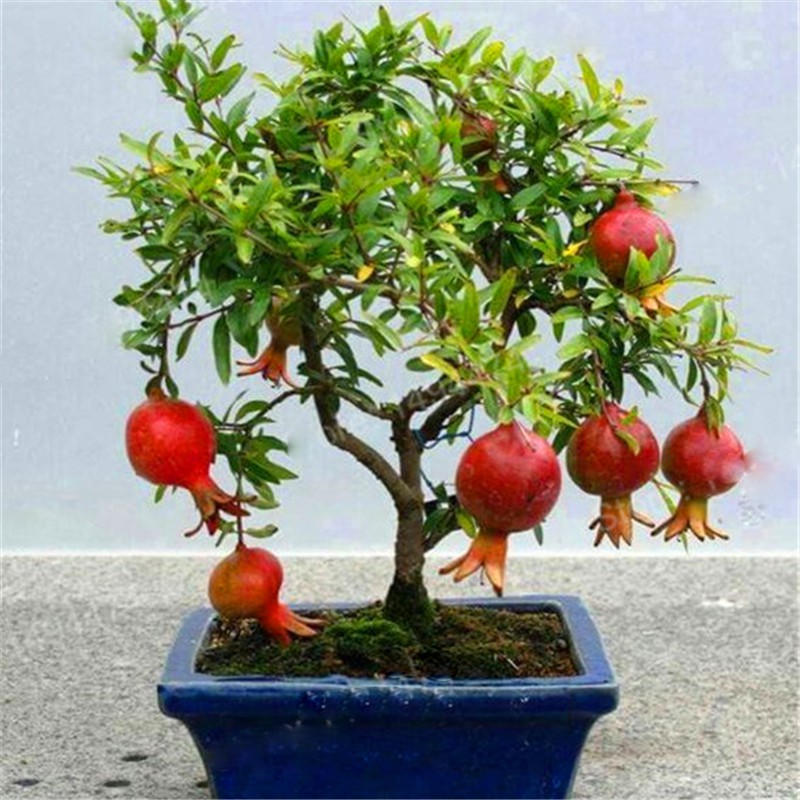 Hạt Giống Lựu Lùn Bonsai