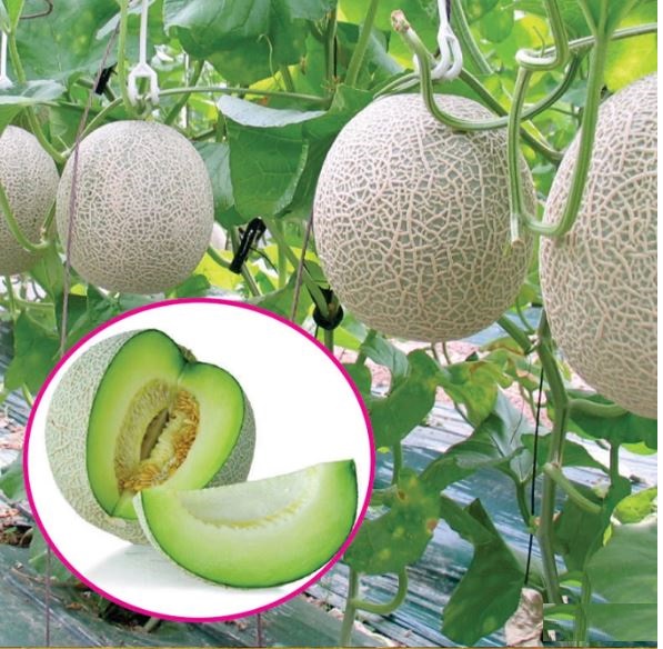 Hạt Giống Dưa Lưới Ruột Xanh F1