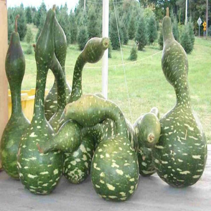 Hạt Giống Bầu Thiên Nga