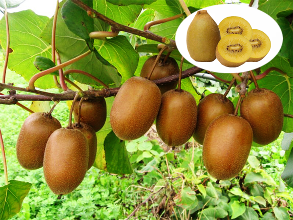 Hạt Giống Cây Ăn Trái Kiwi