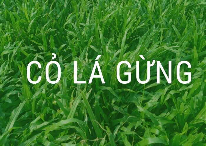 Hạt Giống Cỏ Lá Gừng (Cỏ Lá Tre )