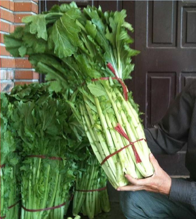 Hạt Giống Rau Cải Mèo Hà Giang