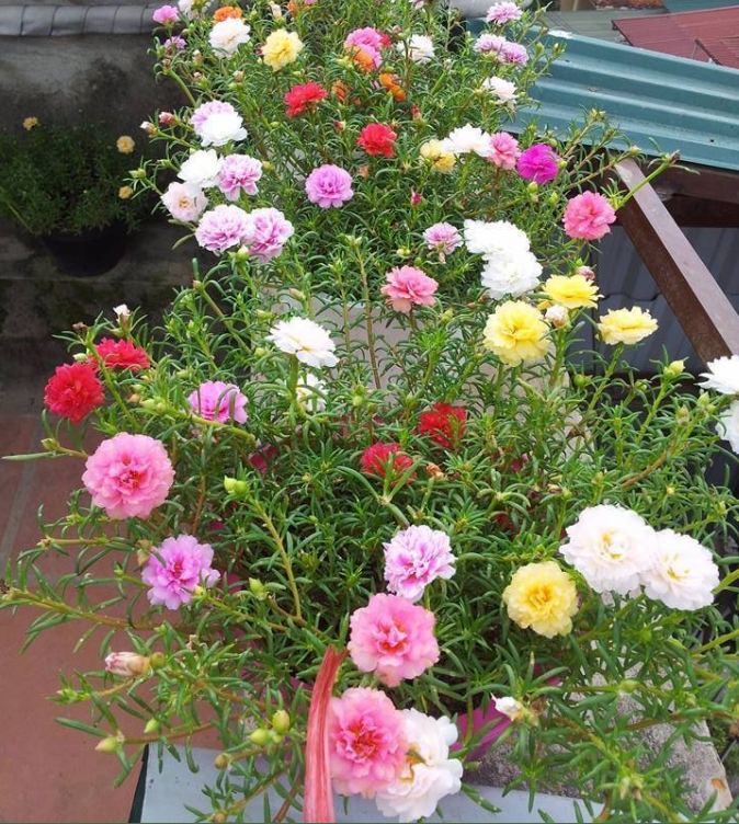 Hạt Giống Hoa Mười Giờ Mỹ Cánh Kép F1