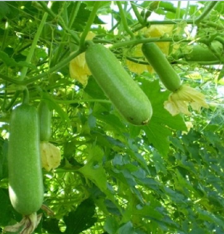 Hạt Giống Bí Đao Chanh Lai F1