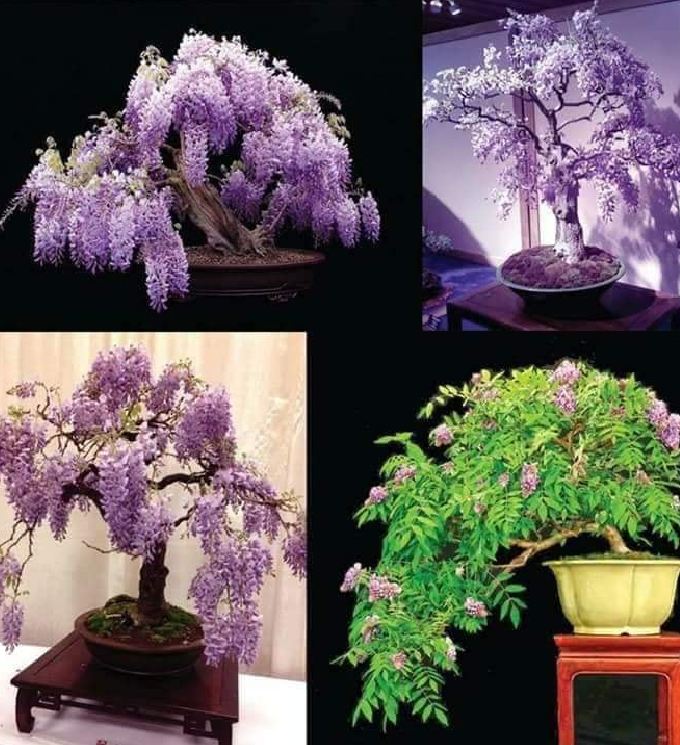 Hạt Giống Hoa Tử Đằng Hoa Tím