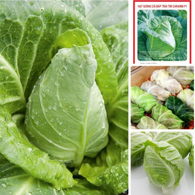 Hạt Giống Bắp Cải Trái Tim Xanh F1