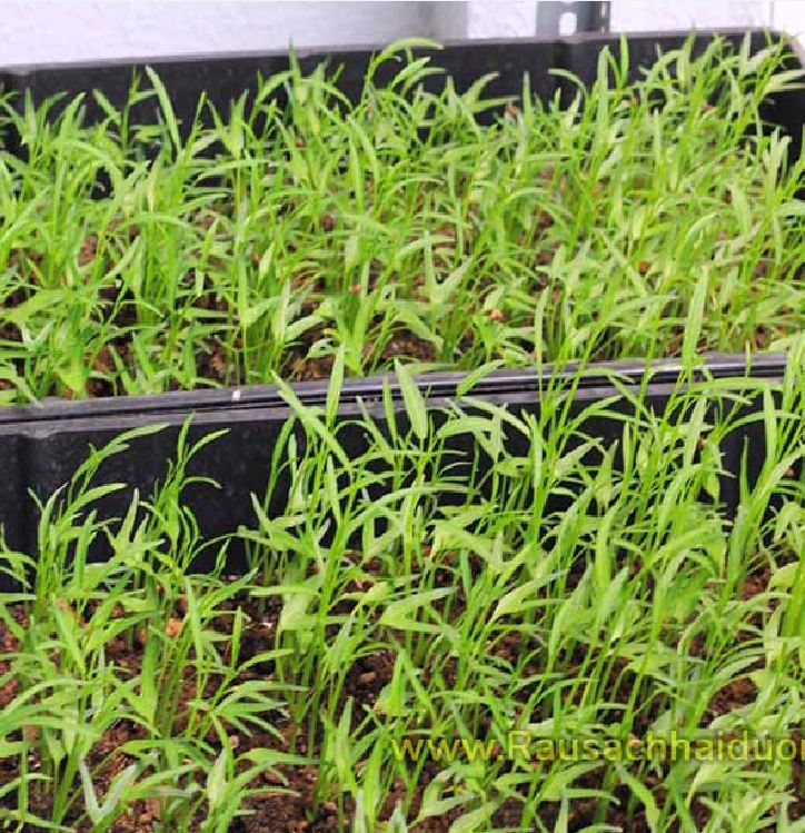 Hat Giống Rau Muống Cao Sản Lá Tre