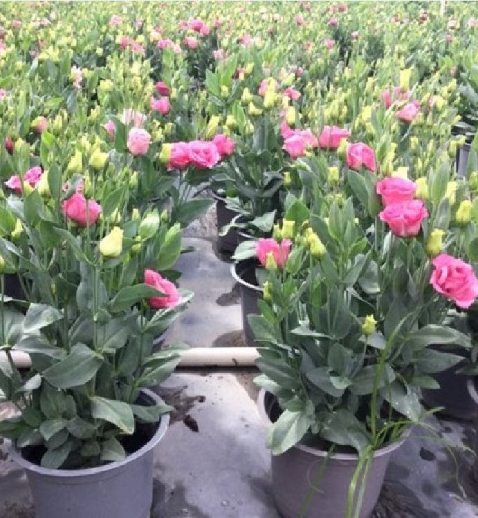 Hạt Giống Hoa Cát Tường Nhiều Màu