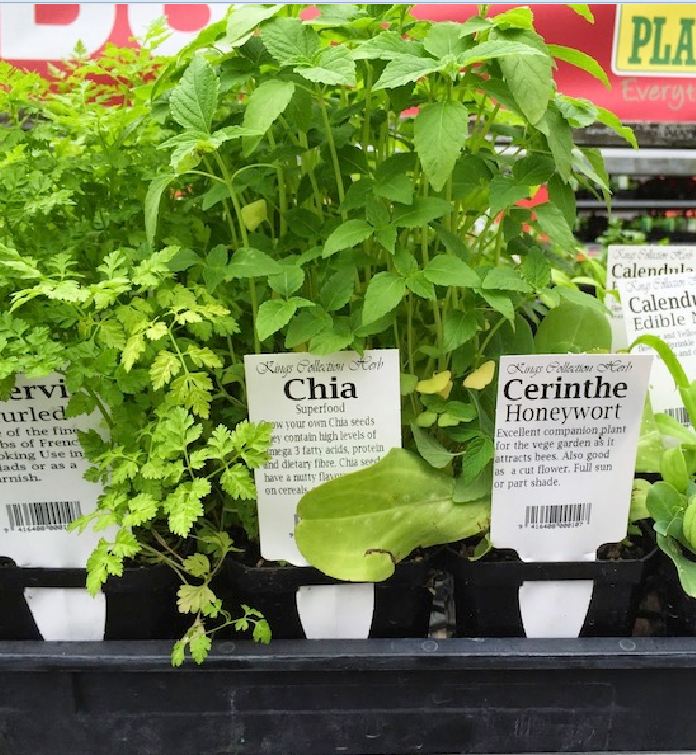 Hạt Giống Hạt Chia - Mỹ (Salvia hispanica)