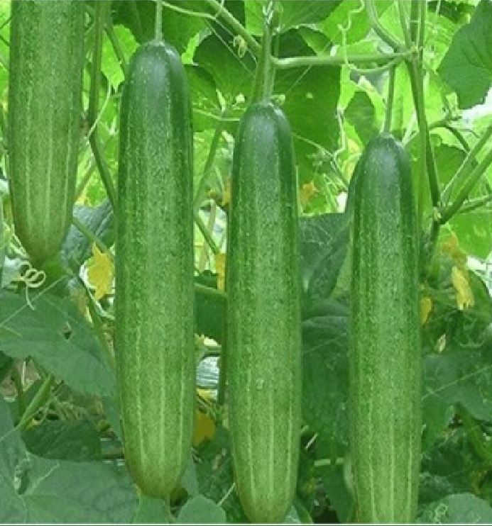 Hạt Giống Dưa Chuột Chịu Nhiệt F1
