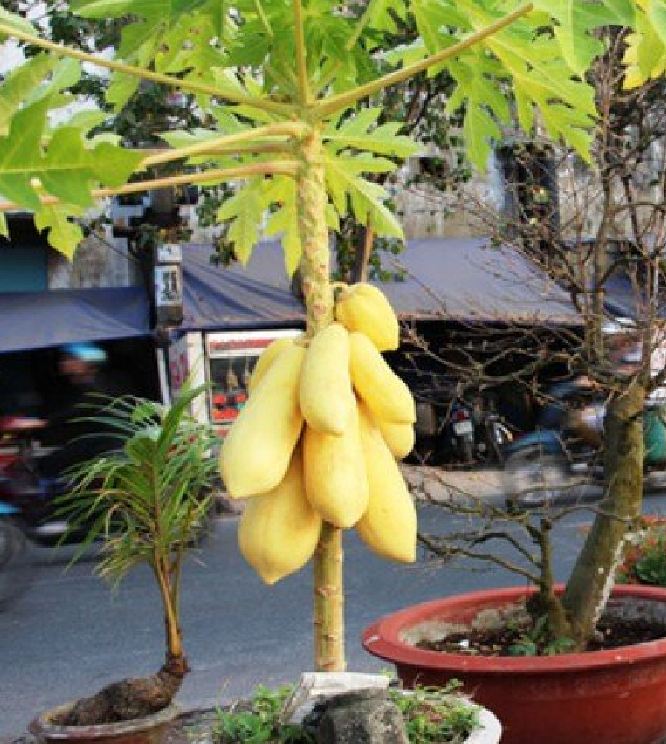 Hạt Giống Đu Đủ Da Vàng