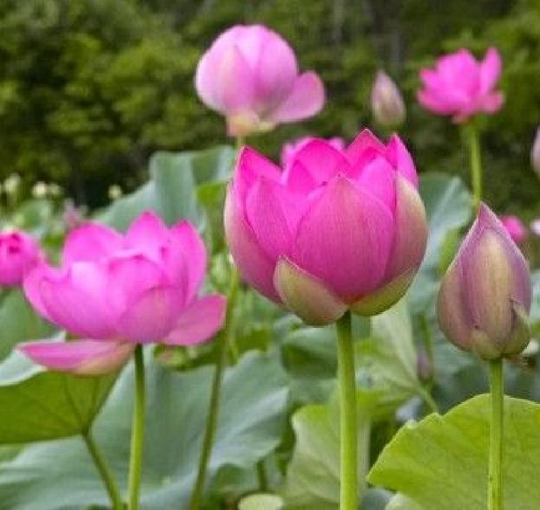 Hạt giống hoa sen lớn ( sen ta ) mix màu