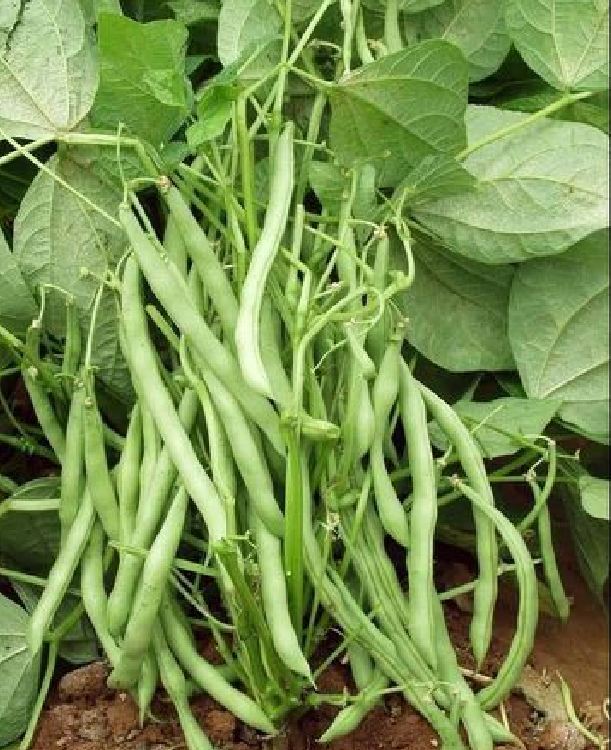 Hạt Giống Đậu Cove Lùn Hạt Trắng