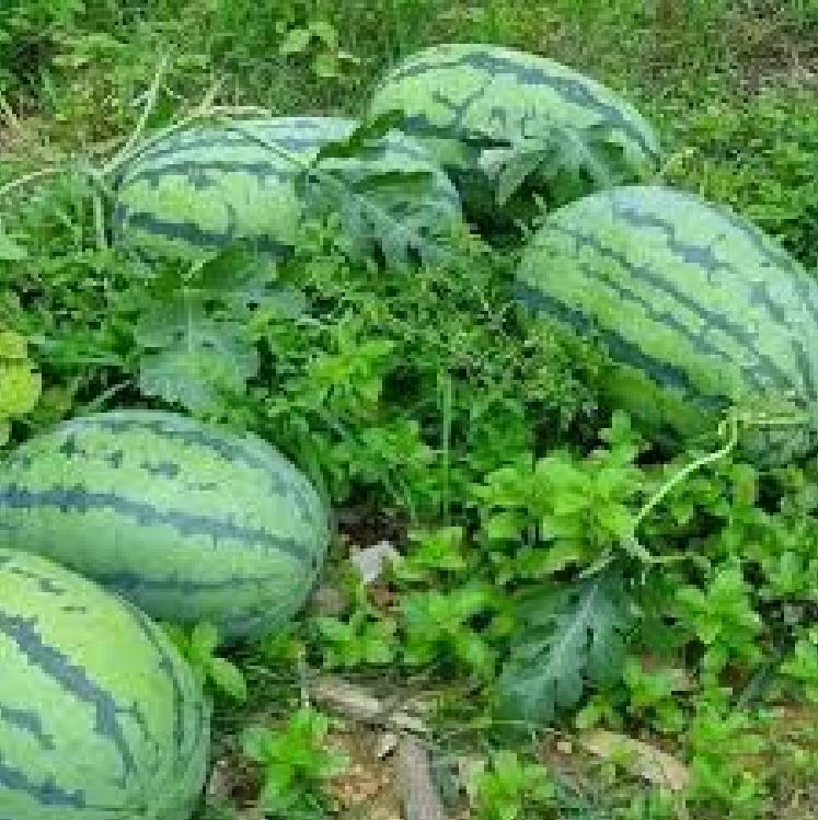 Hạt Giống Dưa Hấu F1 Khổng Lồ