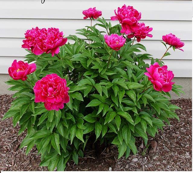 Hạt Giống Hoa Mẫu Đơn Nhiều Màu