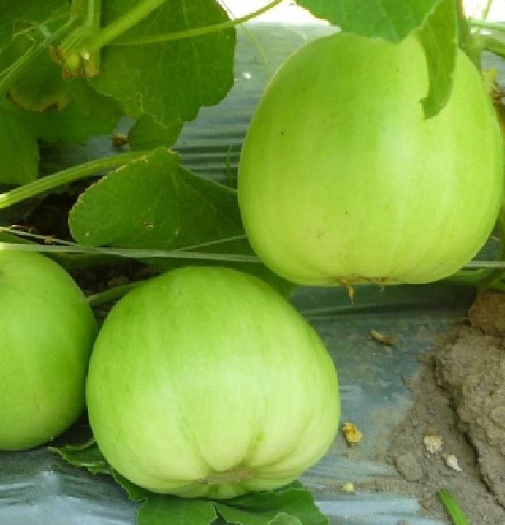 Hạt Giống Dưa Lê Siêu Ngọt F1