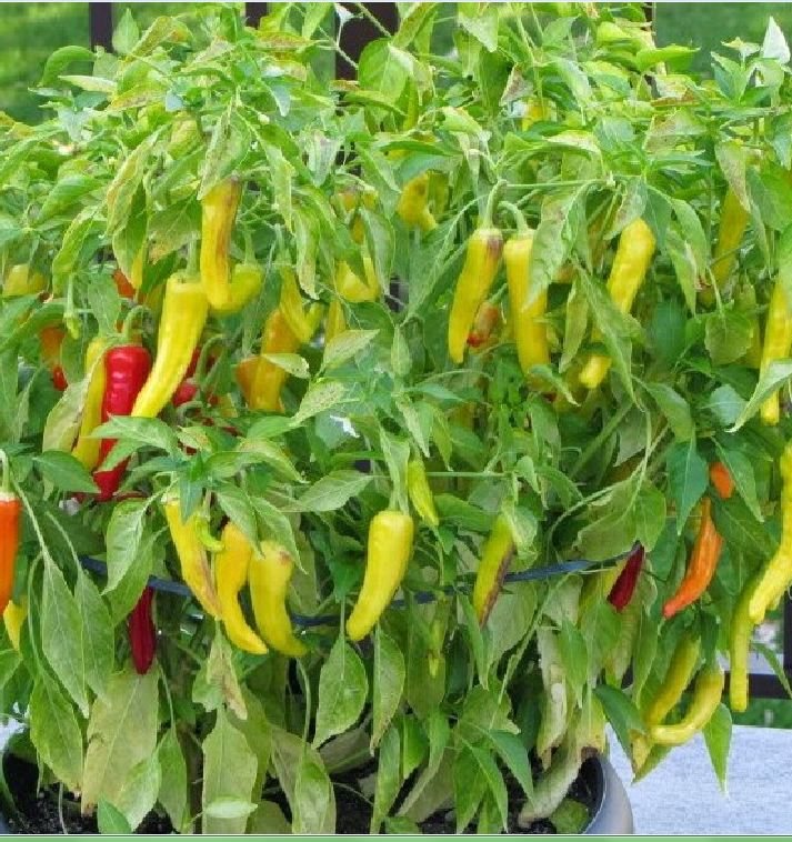 Hạt Giống Ớt Sừng Vàng Châu Phi F1