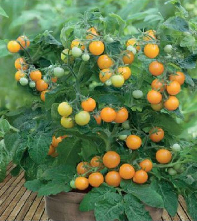 Hạt Giống Cà Chua Bi Lùn F1 Quả Vàng