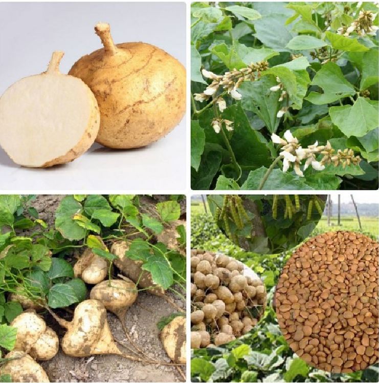Hạt Giống Củ Đậu (Củ Sắn) Lai F1