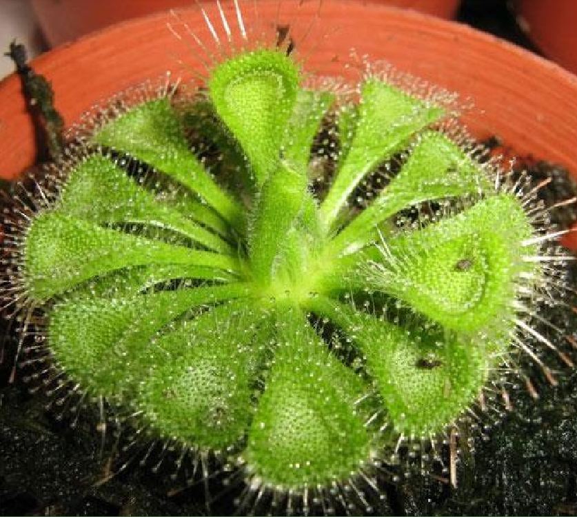 Hạt Giống Cây Bắt Mồi Gọng Vó