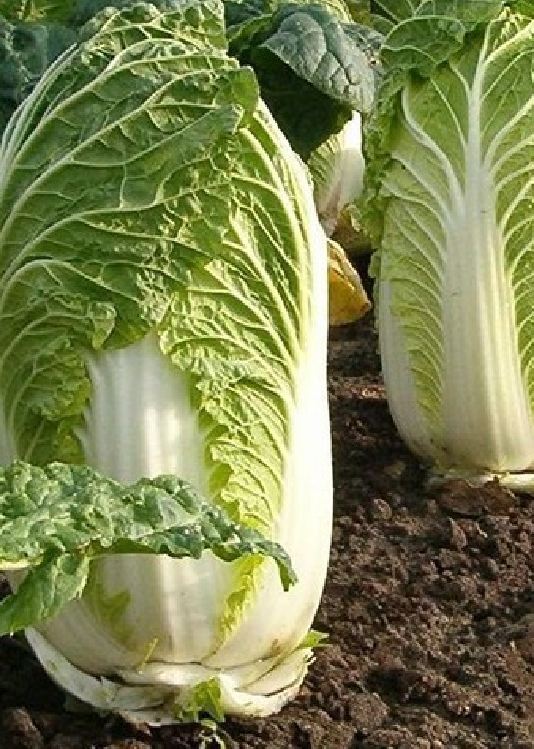 Hạt Giống Rau Cải Thảo F1