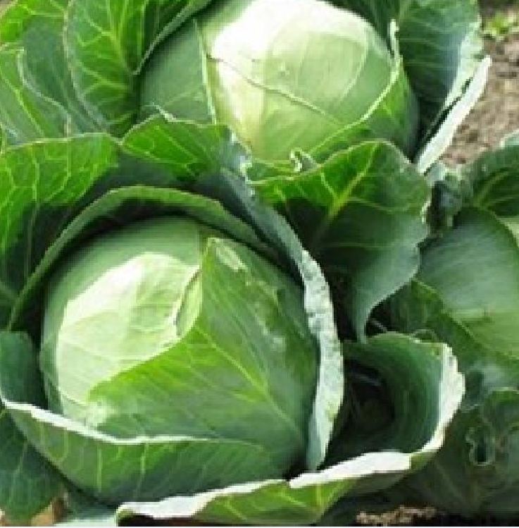 Hạt giống bắp cải xanh F1