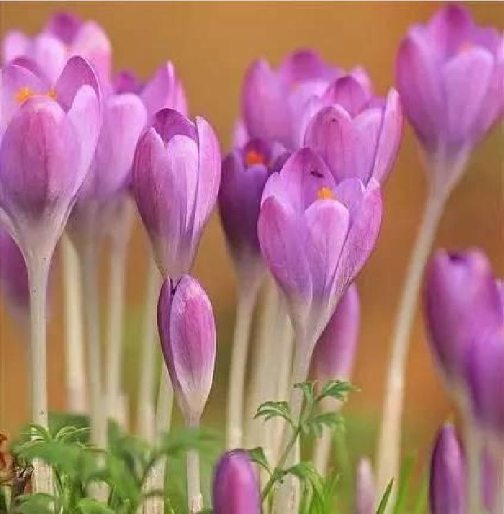 Củ Giống Hoa Nghệ Tây Hoa Màu Hồng - 5 Củ