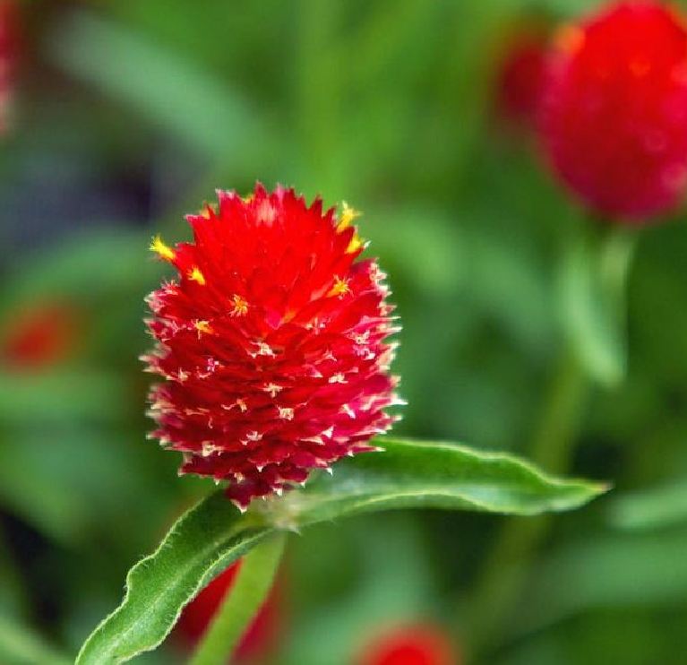 Hạt Giống Hoa Cúc Bách Nhật Đỏ