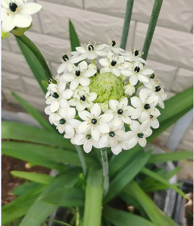 Củ Giống Hoa Thiên Nga Mắt Ngọc