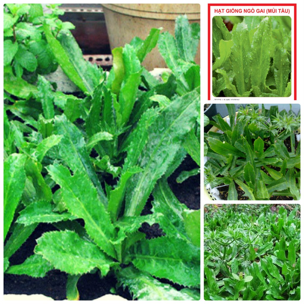 Hạt Giống Rau Ngò Gai ( Mùi Tàu )