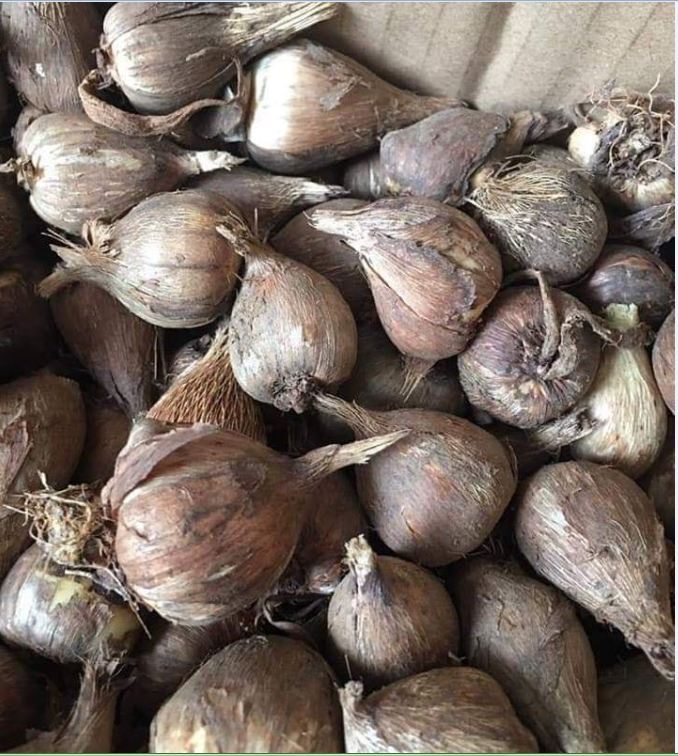 Củ Giống Hoa Lan Nam Phi Nhiều Màu ( Bộ 5 củ )