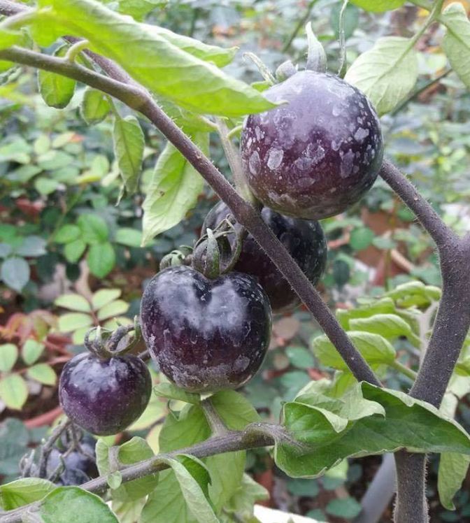 Hạt Giống Cà Chua Đen Mỹ F1
