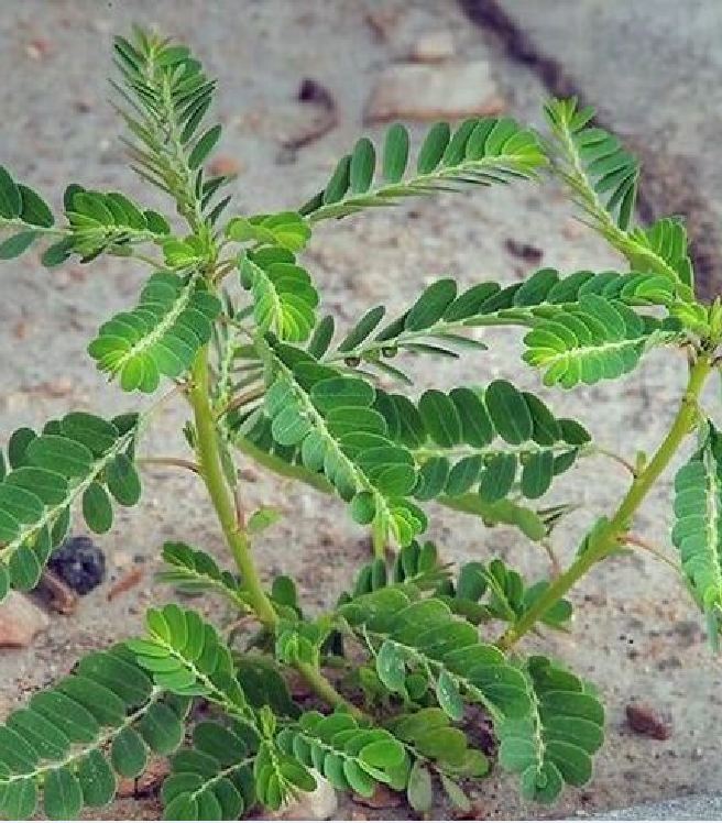 Hạt Giống Diệp Hạ Châu Đắng