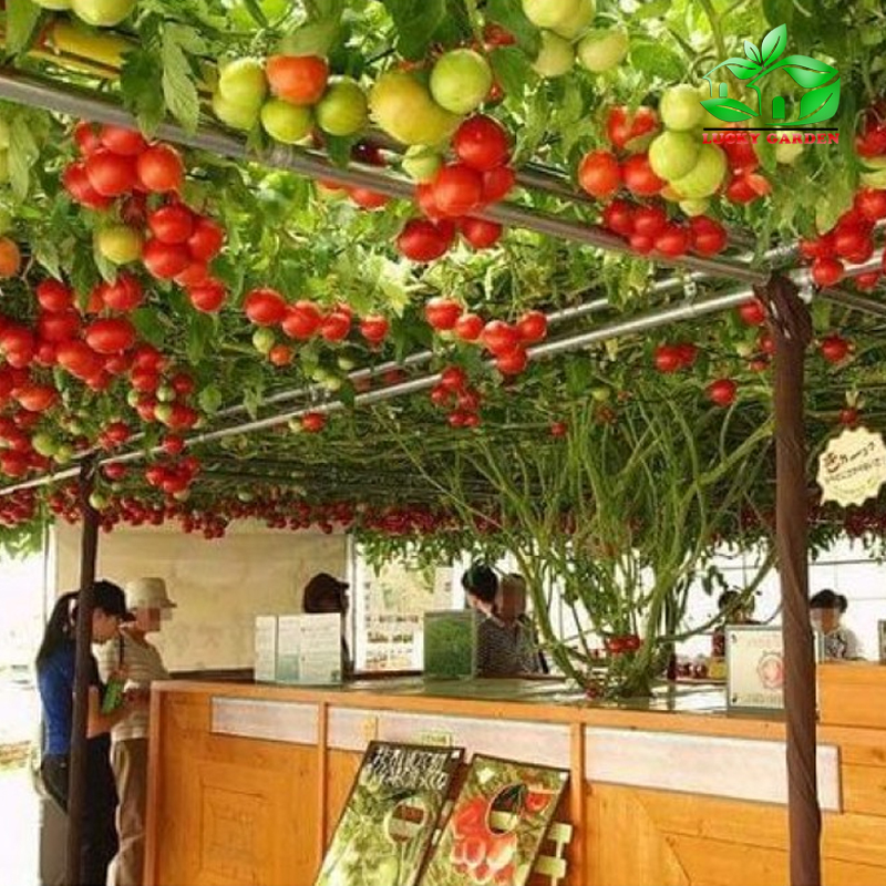 Hạt Giống Cà Chua Leo Giàn - Cà Chua Bạch Tuộc